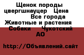 Щенок породы  цвергшнауцер › Цена ­ 30 000 - Все города Животные и растения » Собаки   . Чукотский АО